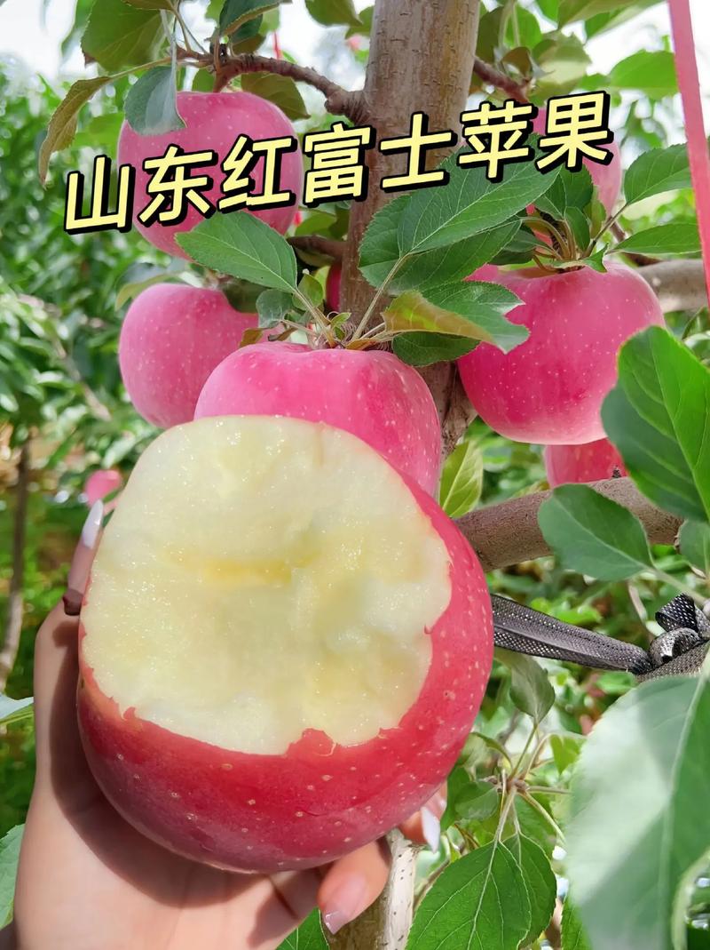 我的水果新宠来啦!林三好山东烟台红富士苹果#脆甜多汁 #应季